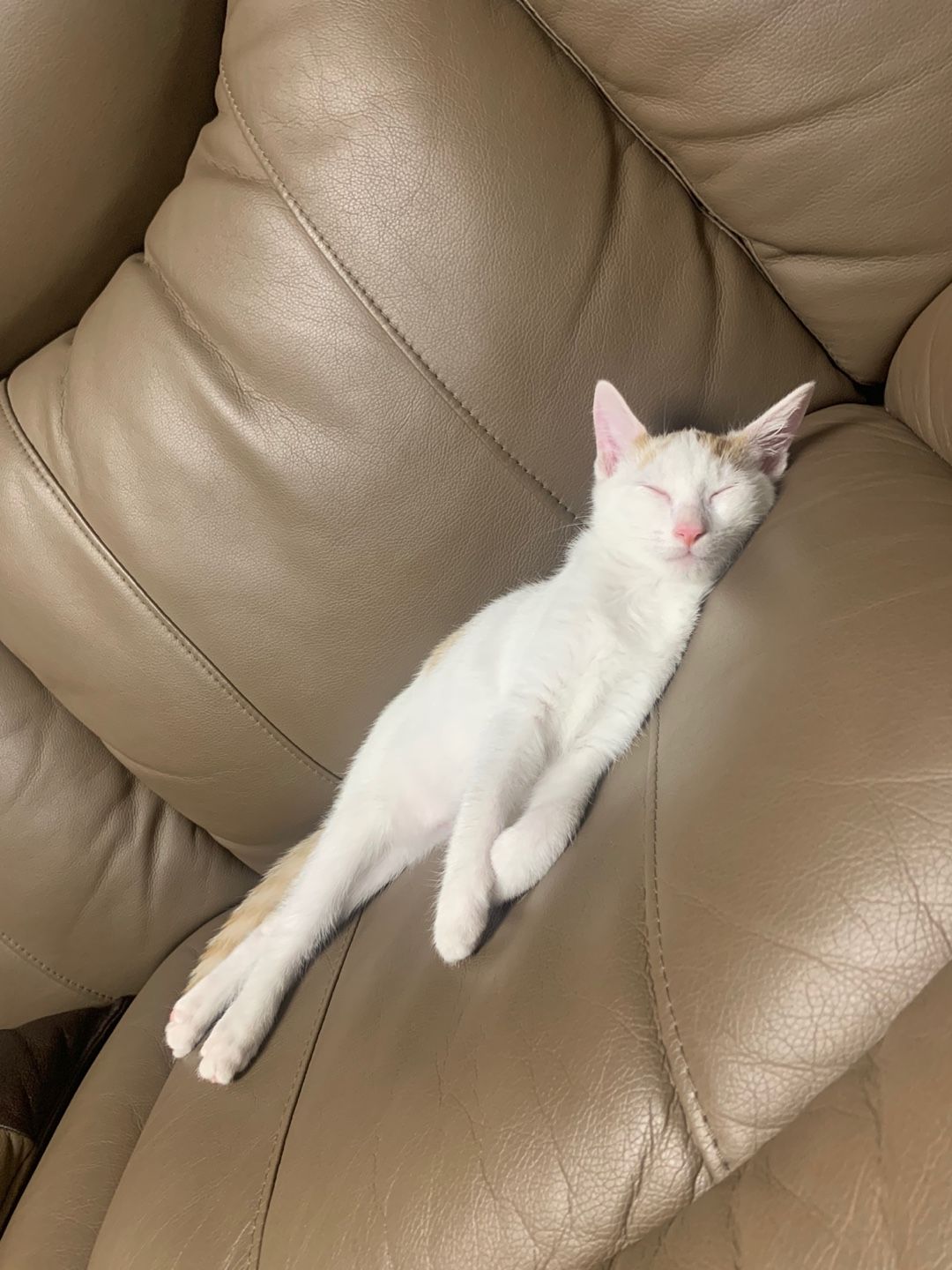 Cat 3