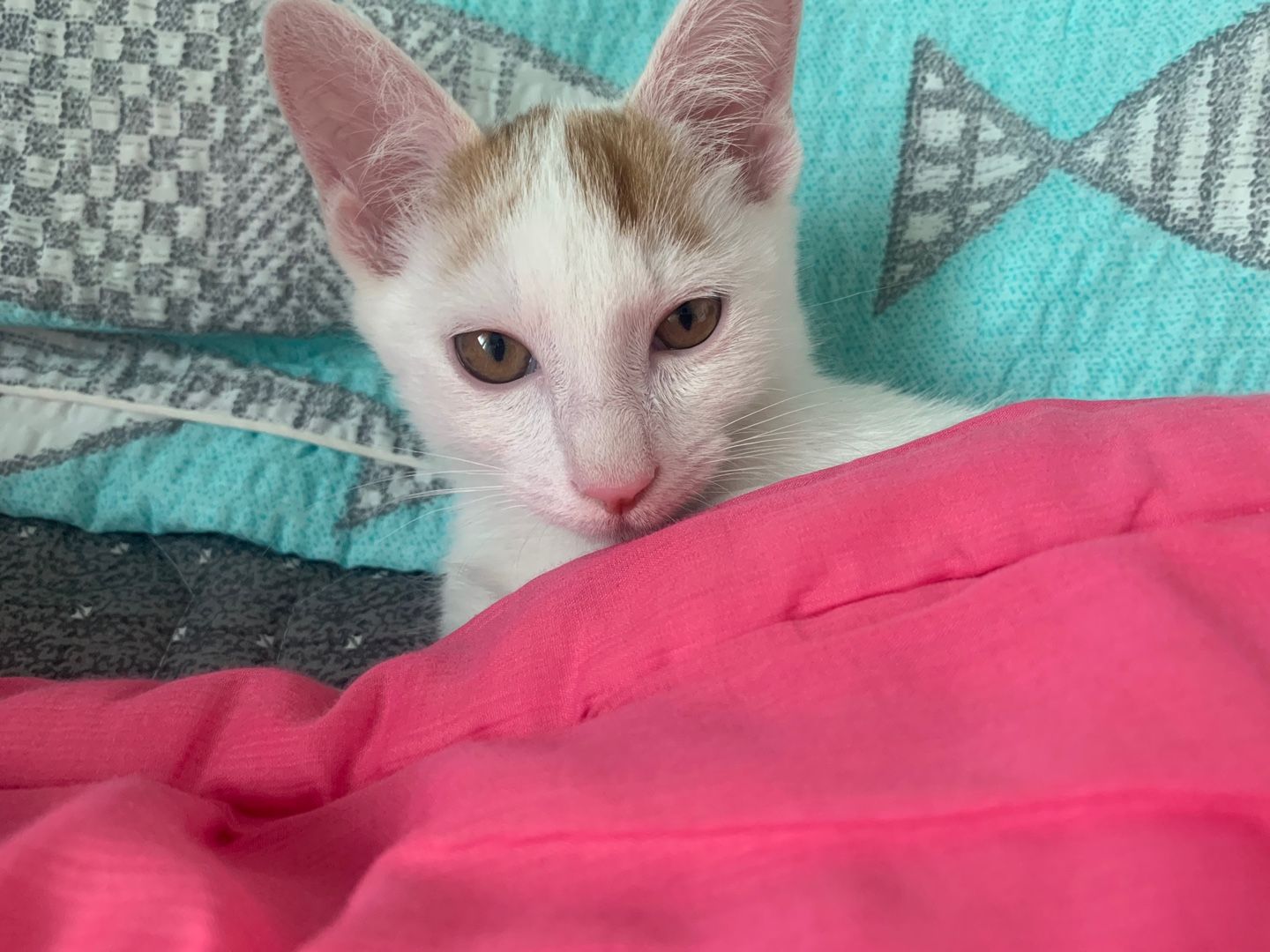 Cat 1