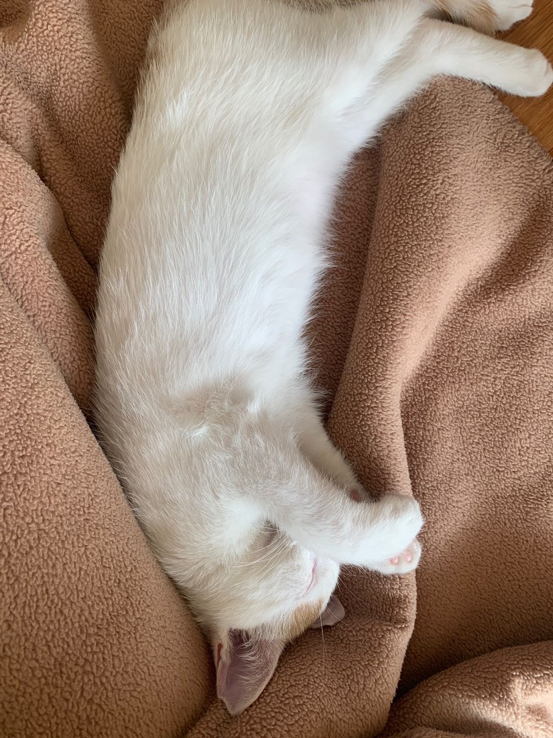 Cat 2