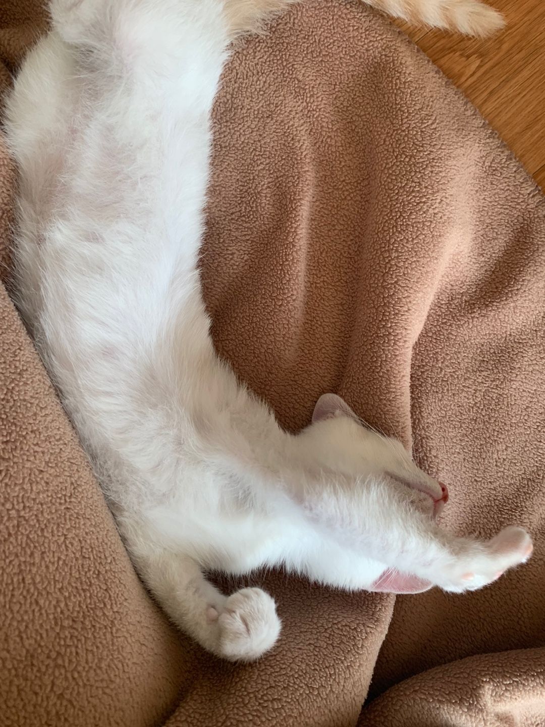 Cat 3