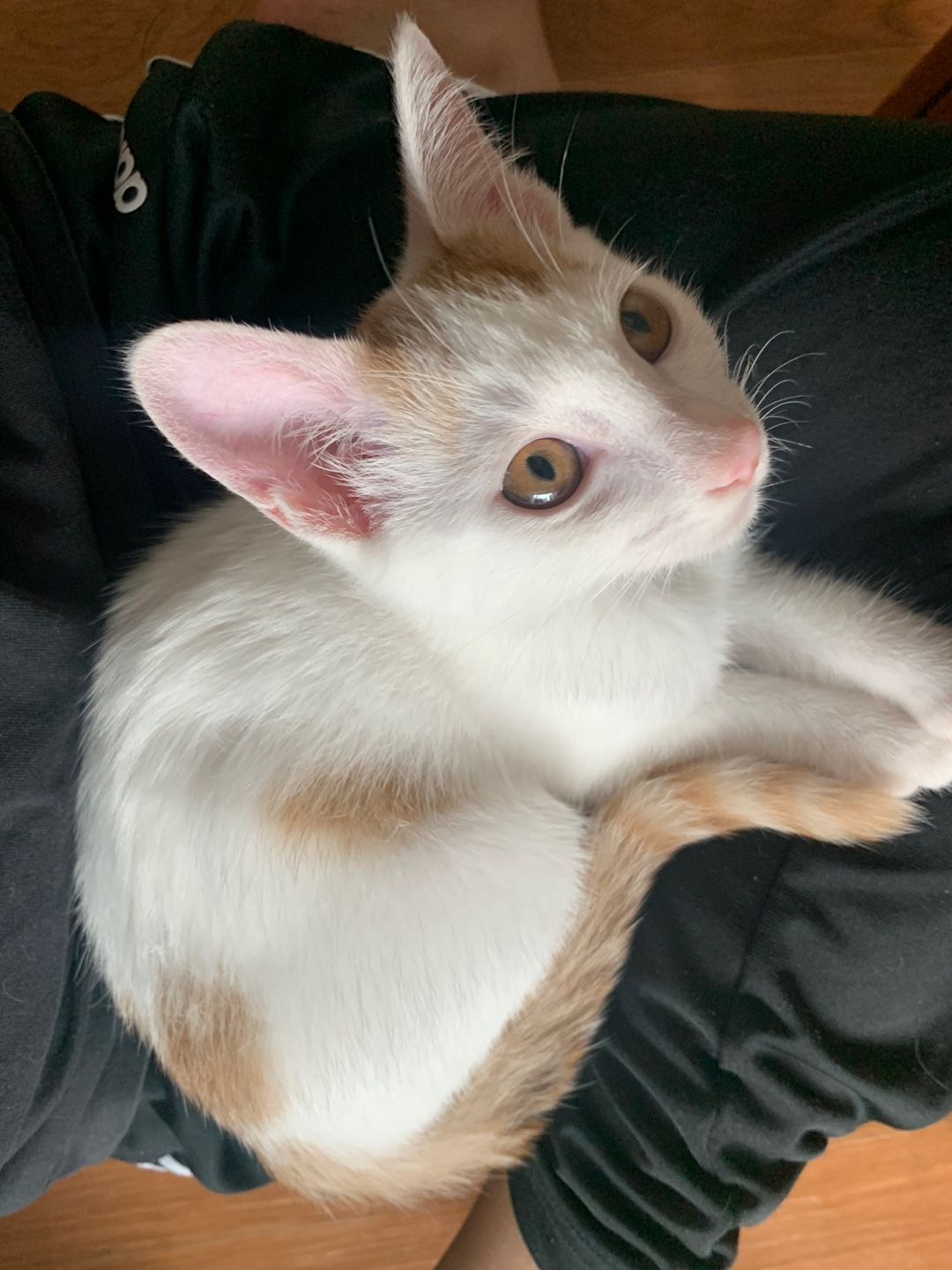 Cat 1