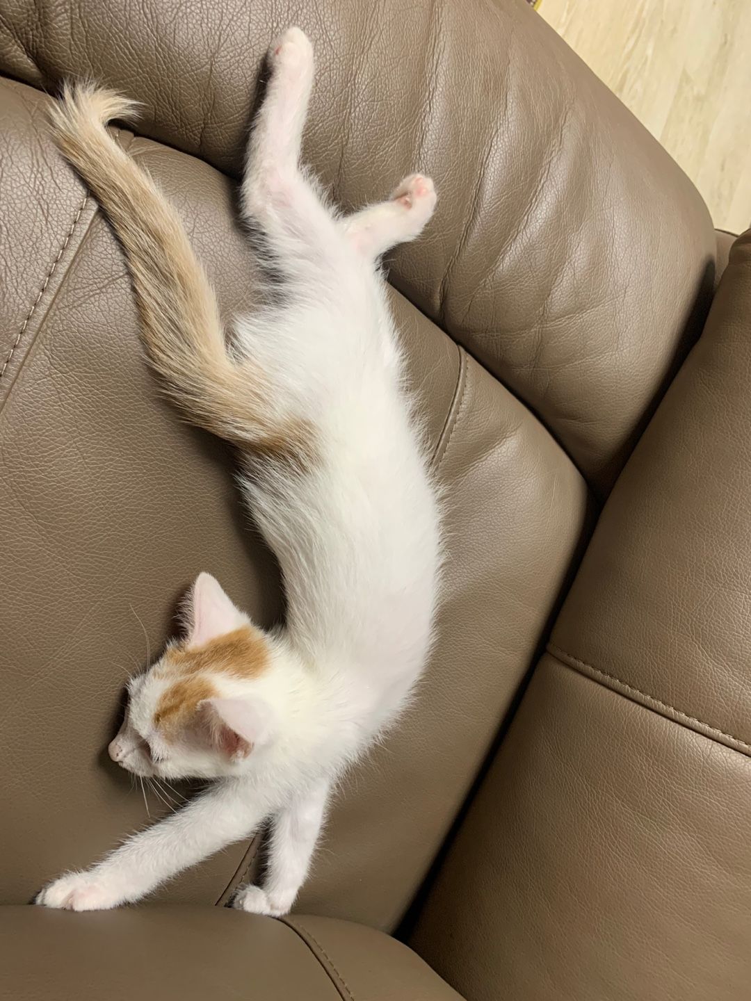 Cat 2
