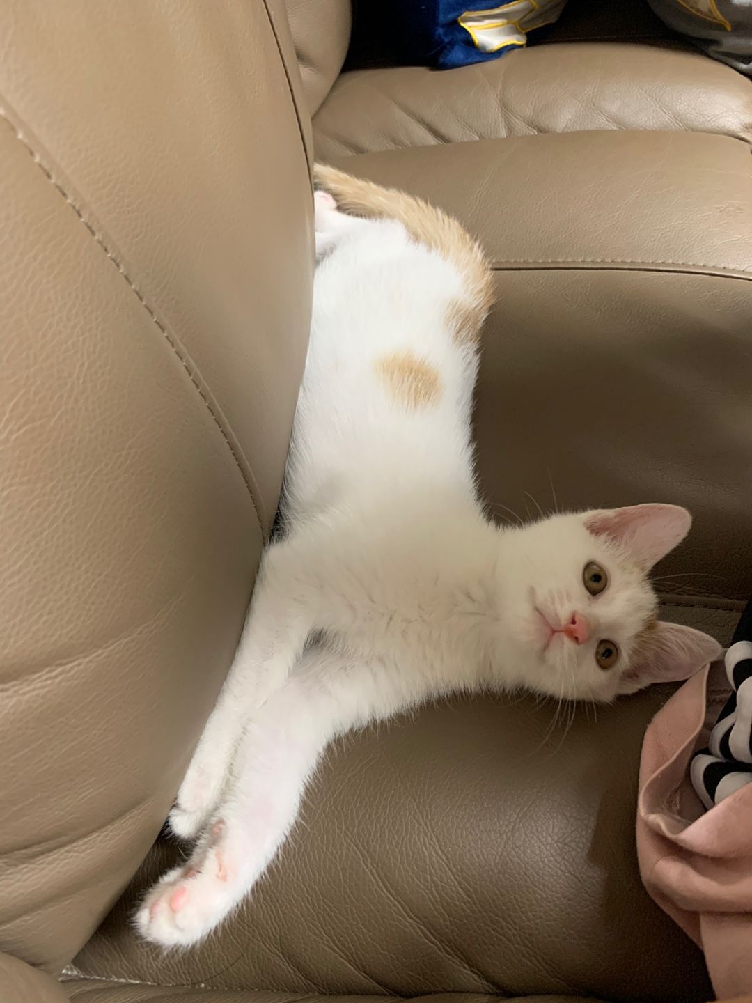 Cat 3